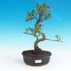 Indoor bonsai - Ficus retusa - small ficus - 1/2