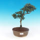 Indoor bonsai - Ilex crenata - Holly - 1/3
