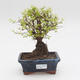 Room bonsai - Sagerécie thea - Sagerécie thea - 1/4