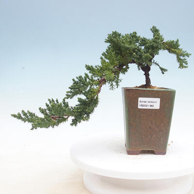 Outdoor bonsai - Juniperus prokumbens NANA - Juniper - 1