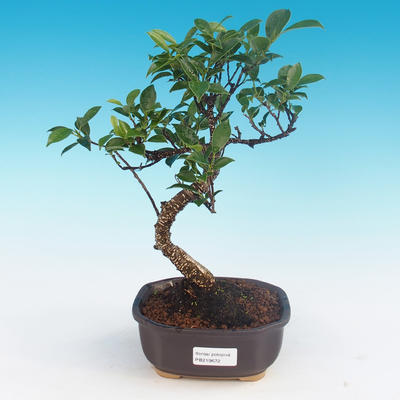 Indoor bonsai - Ficus kimmen - small ficus