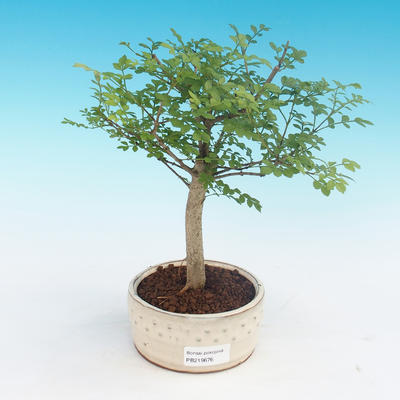 Room bonsai - Fraxinus uhdeii - room ash