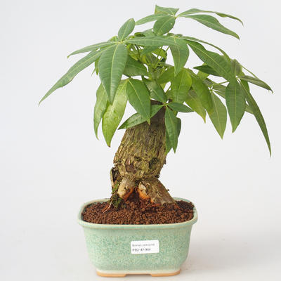 Room bonsai - Pachira water