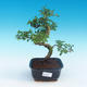 Indoor bonsai - Ulmus parvifolia - Lesser elm - 1/3