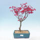 Outdoor bonsai - Maple palmatum DESHOJO - Maple palm - 1/4