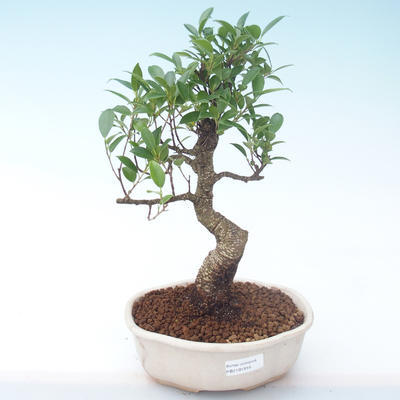 Indoor bonsai - Ficus retusa - small leaf ficus PB2191916 - 1