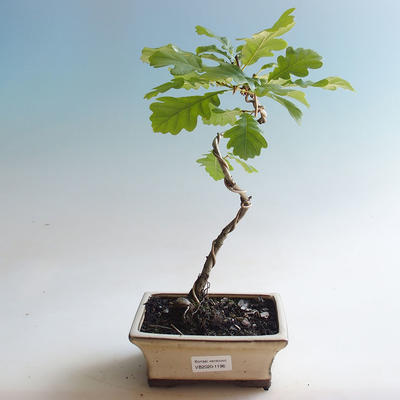 Outdoor bonsai-Quercus robur-Summer oak - 1