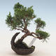 Outdoor bonsai - Juniperus chinensis - Chinese juniper - 1/2