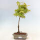 Acer palmatum Aureum - Golden Palm Maple - 1/2