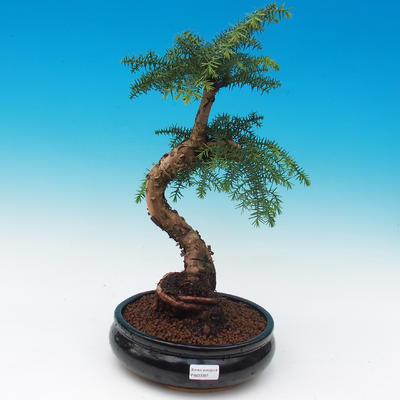 Araukarie - room spruce