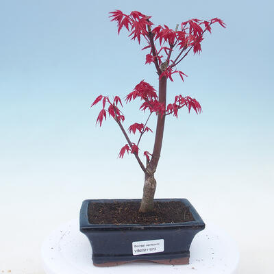 Outdoor bonsai - Maple palmatum DESHOJO - Maple palm - 1