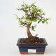 Room bonsai - Sagetie thea - Sagetie thea - 1/4