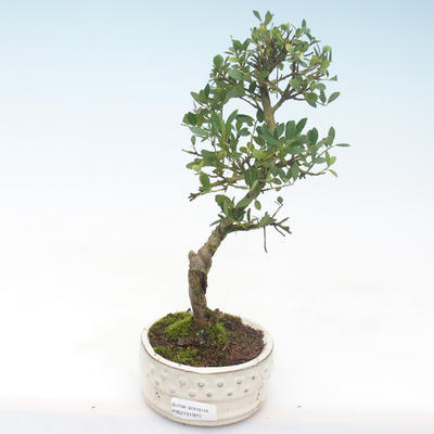 Indoor bonsai - Ilex crenata - Holly PB2191975