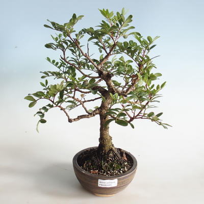 Indoor bonsai-Pistachios - 1