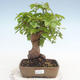 Outdoor bonsai -Carpinus CARPINOIDES - Korean Hornbeam - 1/5