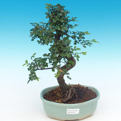 Indoor bonsai - Ulmus parvifolia - Lesser elm - 1