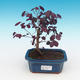 Room bonsai - Loropelatum chinensis - 1/2