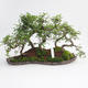 Room bonsai - Ulmus parvifolia - Malolistý elm - 1/5