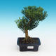 Room bonsai - Buxus harlandii - cork buxus - 1/4