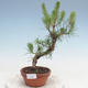 Outdoor bonsai - Pinus Sylvestris - Scots pine - 1/2