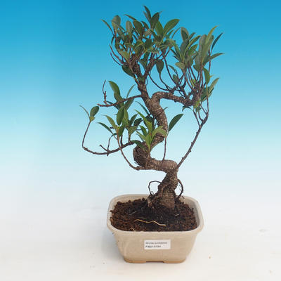 Room bonsai - Ficus kimmen - little ficus