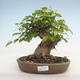 Outdoor bonsai -Carpinus CARPINOIDES - Korean Hornbeam - 1/3