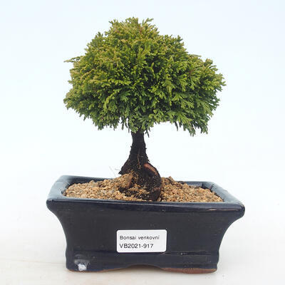 Outdoor bonsai - Pea-bearing Cypress - Chamacyparys pisifera TSUKUMO - 1
