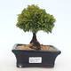 Outdoor bonsai - Pea-bearing Cypress - Chamacyparys pisifera TSUKUMO - 1/2