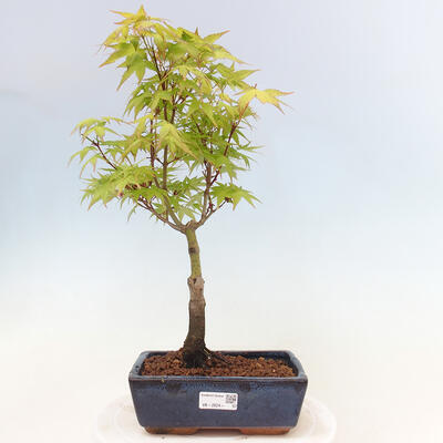Acer palmatum Aureum - Golden Palm Maple - 1