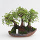 Room bonsai - Ulmus parvifolia - Malolistý elm - 1/5