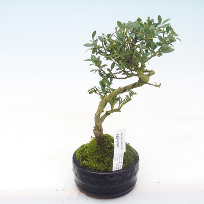 Indoor bonsai - Ilex crenata - Holly PB2191979