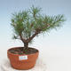 Outdoor bonsai - Pinus Sylvestris - Scots pine - 1/3