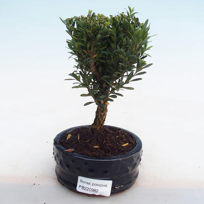 Indoor bonsai - Buxus harlandii - cork buxus PB220982 - 1