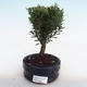 Indoor bonsai - Buxus harlandii - cork buxus PB220982 - 1/4