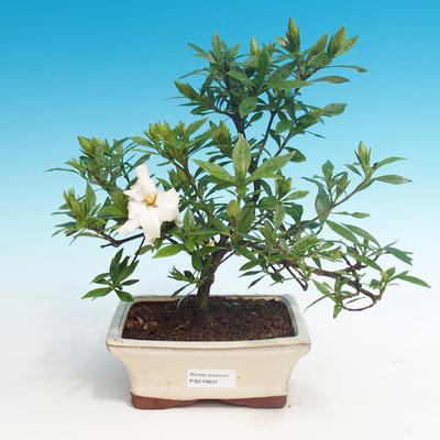 Room bonsai - Gardenia jasminoides-Gardenie - 1