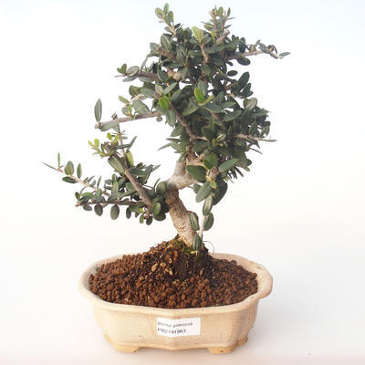 Indoor bonsai - Olea europaea sylvestris -Oliva European small leaf PB2191983 - 1