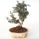 Indoor bonsai - Olea europaea sylvestris -Oliva European small leaf PB2191983 - 1/5