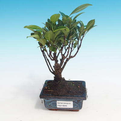 Room bonsai - Ficus retusa - small ficus - 1