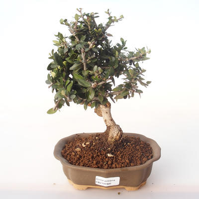 Indoor bonsai - Olea europaea sylvestris -Oliva European small leaf PB2191986 - 1