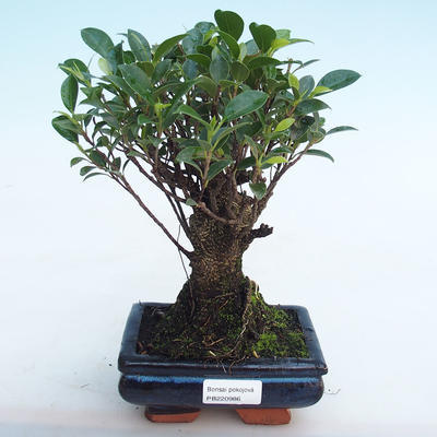 Indoor bonsai - Ficus retusa - small-leaved ficus PB220986 - 1