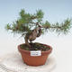 Outdoor bonsai - Pinus Sylvestris - Scots pine - 1/2