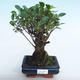Indoor bonsai - Ficus retusa - small-leaved ficus PB220986 - 1/2