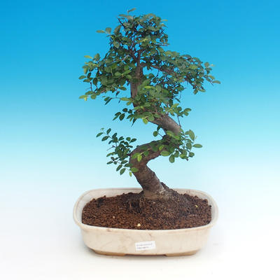Room bonsai - Ulmus parvifolia - Lesser Elm - 1