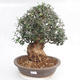Room bonsai - Olea europaea sylvestris - Olive European bacilli - 1/6