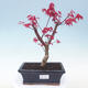 Outdoor bonsai - Maple palmatum DESHOJO - Maple palm - 1/4