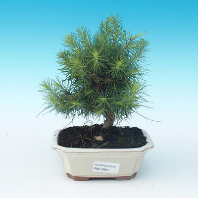 Indoor bonsai-Pinus halepensis