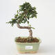 Room bonsai - Ulmus parvifolia - Lesser Elm - 1/3