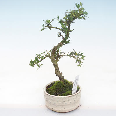 Indoor bonsai - Ilex crenata - Holly PB2191981