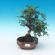Room bonsai-pistachios - 1/3