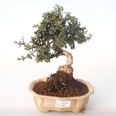 Indoor bonsai - Olea europaea sylvestris -Oliva European small leaf PB2191990 - 1